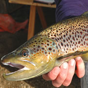 Fish with tag